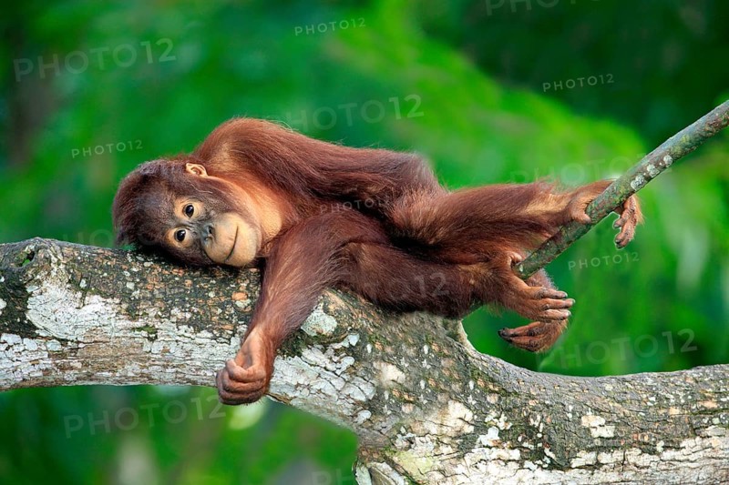 Orang-utan, young (Pongo pygmaeus)