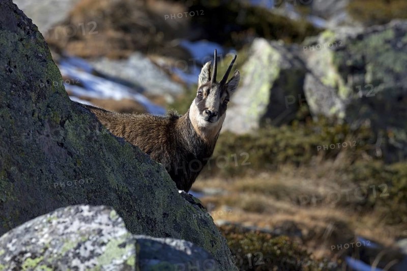 Chamois (Rupicapra rupicapra) looking from behind a rock in the Italian Alps in autumn, Gran Paradiso National Park, Italy, Europe