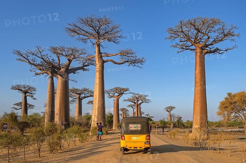 Avenue of the Baobabs, Grandidier's baobabs lining unpaved Road No. 8 between Morondava and Belon'i Tsiribihina, Menabe, Madagascar, Africa