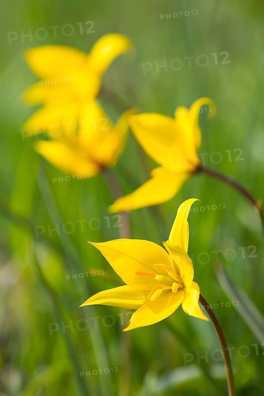 Wild tulips (Tulipa sylvestris) in flower, Saxony, Germany, Europe