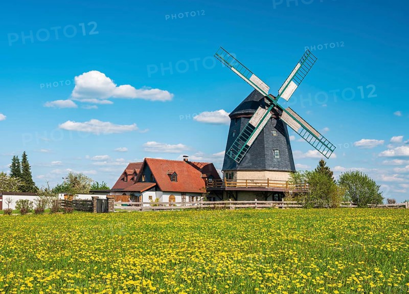 Knapp mill, gallery Dutch mill, windmill in spring on a green meadow with flowering dandelions, Linda near Neustadt an der Orla, Thuringia, Germany, Europe