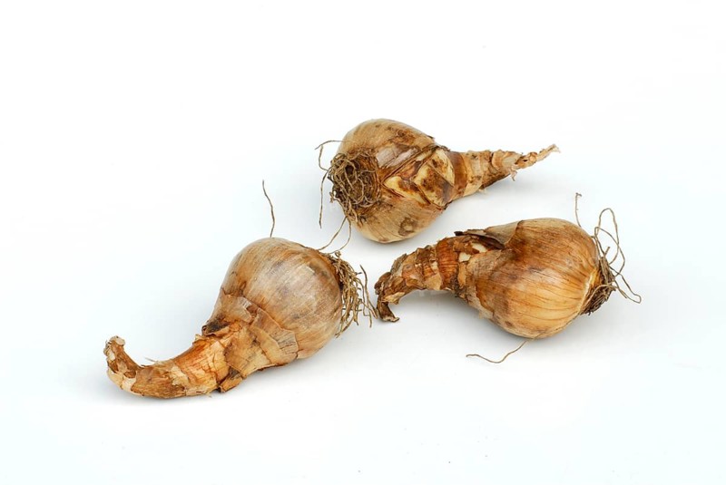 Daffodil bulbs Tahiti, shovel, flower bulbs, daffodils, daffodil bulbs, daffodil bell
