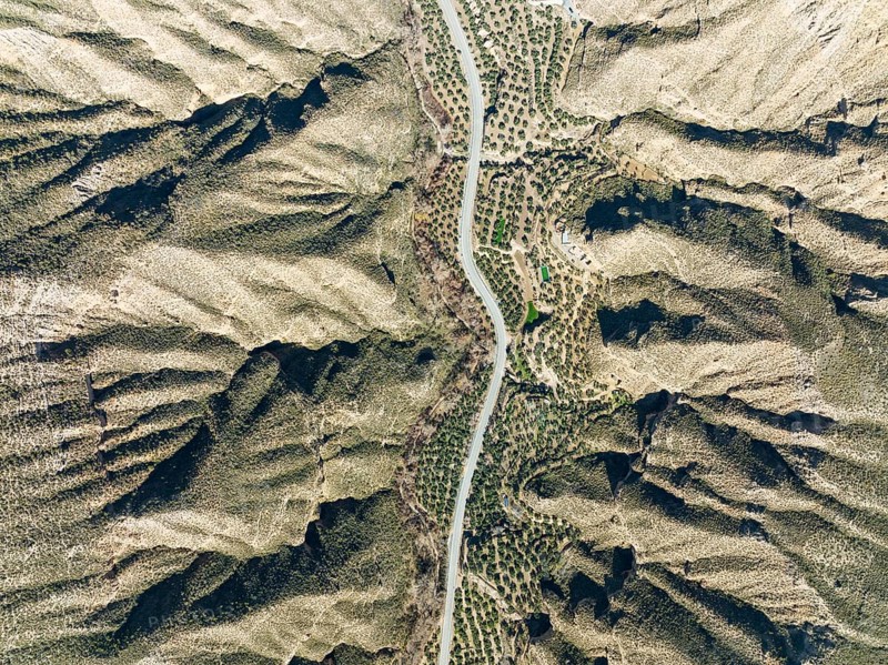 The Gor river valley is grown with cultivated olive trees (Olea eropaea), aerial view, drone shot, Gorafe Desert, UNESCO Granada Geopark, Granada province, Andalusia, Spain, Europe