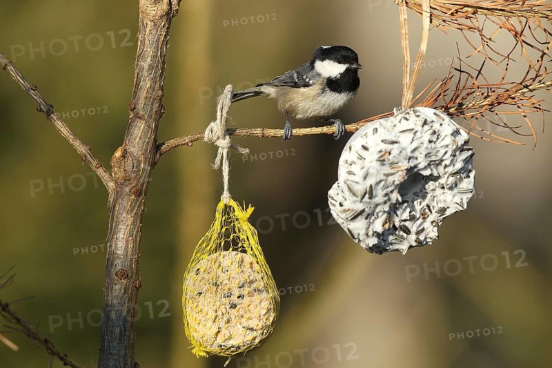 Coal Tit (Periparus ater) at winter feeding, Allgäu, Bavaria, Germany, Europe