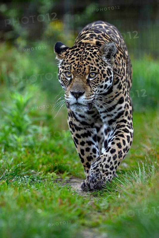 Jaguar (Panthera onca) with radio collar sneaks through the grass, captive, Conservation Land Trust breeding station, Iberá Project, Esteros del Iberá, San Alonso Island, Corrientes Province, Argentina, South America