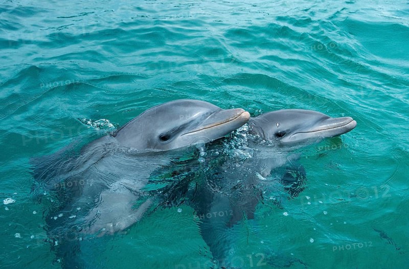 Bottlenose dolphins (Tursiops truncatus), Honduras, Central America
