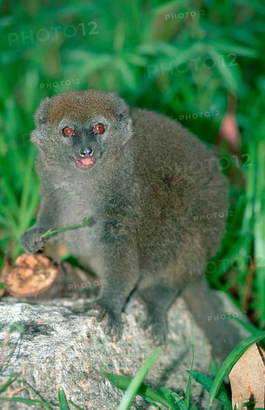 Grey Bamboo eastern lesser bamboo lemur (Hapalemur griseus), Grey Gentle Lemur