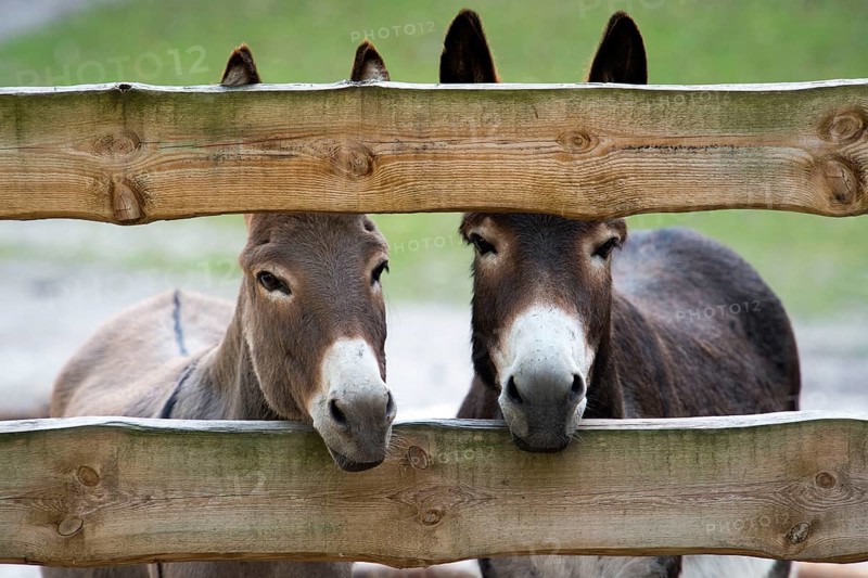 Donkey, ass