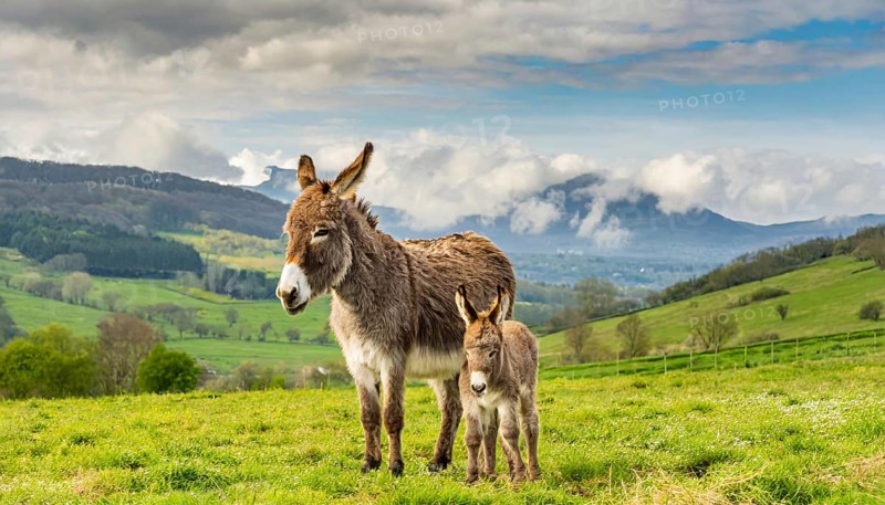 Young donkey, foal, 3 weeks old, with its mother in the pasture