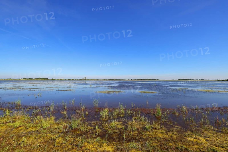 Zicksee in summer, blue sky, Sankt Andrä am Zicksee, Seewinkel, Northern Burgenland, Lake Neusiedl-Seewinkel National Park, Burgenland, Austria, Europe