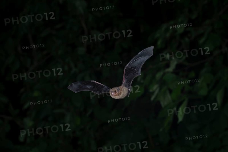 Common pipistrelle (Pipistrellus pipistrellus) hunting insects in front of deciduous forest, Brandenburg, Germany, Europe