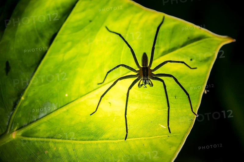 Creepy night shot, silhouette of a spider from below on a leaf, Getazi comb spider or Getazi banana spider (Cupiennius tazi), adult male sitting on a leaf at night, Alajuela province, Costa Rica, Central America
