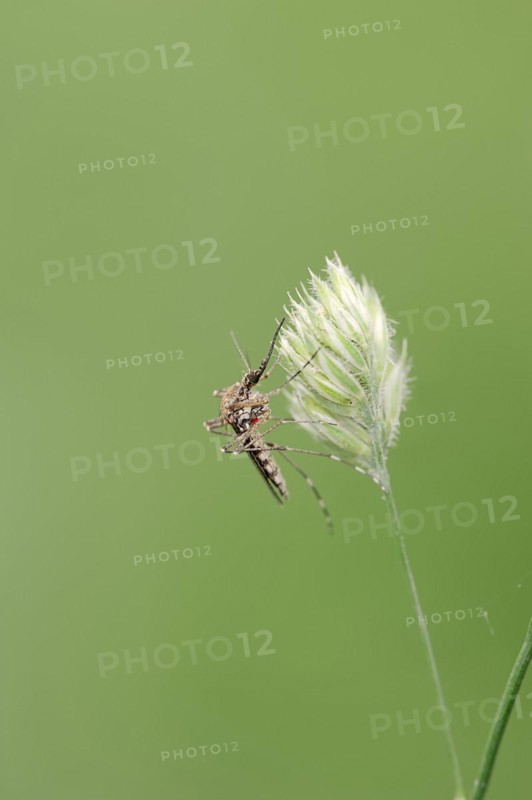 Mosquito (Aedes spec.), North Rhine-Westphalia, Germany, Europe
