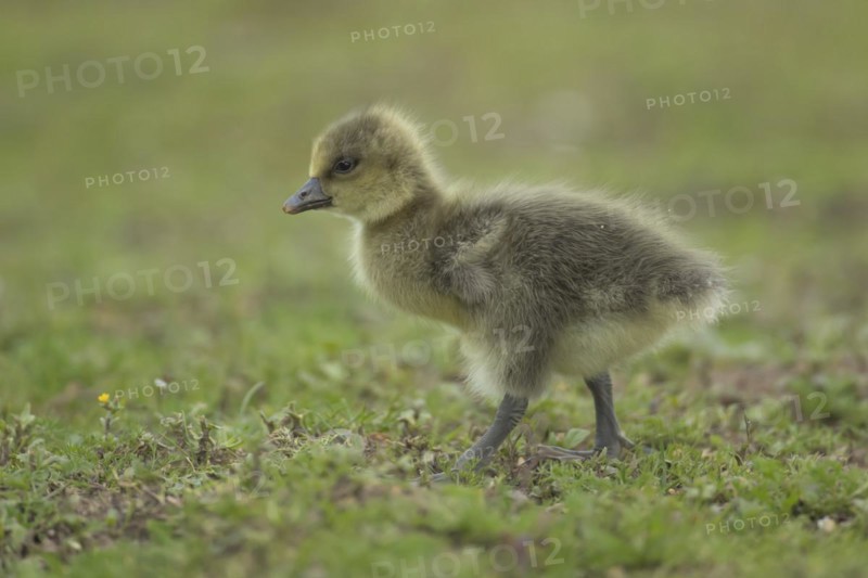 Greylag goose (Anser anser) juvenile baby gosling bird standing on grassland, England, United Kingdom, Europe