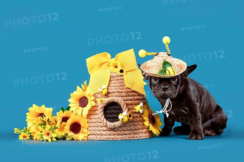 Black French Bulldog dog puppy with bee summer straw hat with antlers sitting next to beehive and sunflowers on blue background