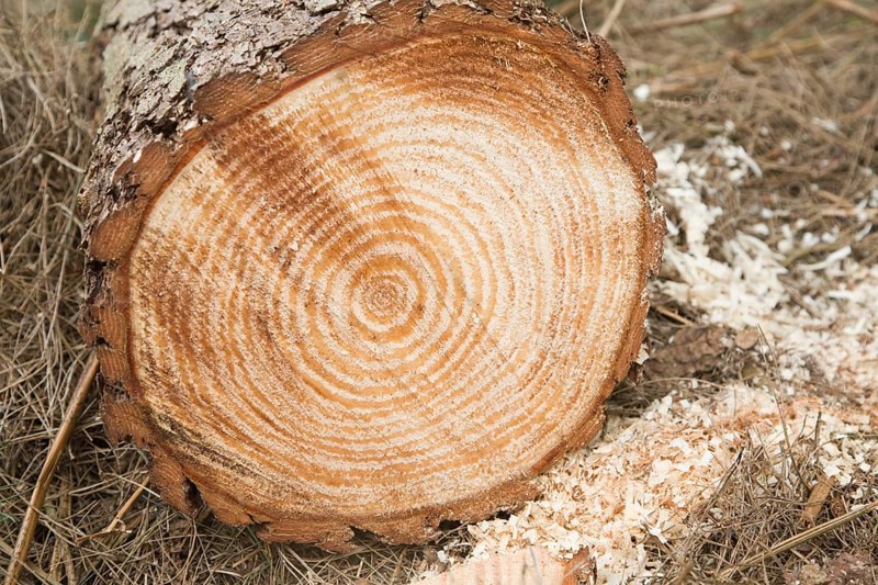 Tree growth rings shown in felled timber