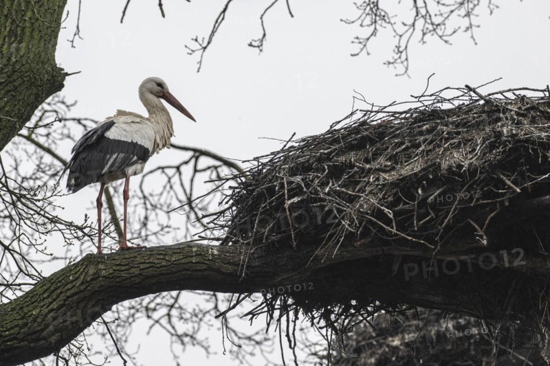 White stork (Ciconia ciconia), nesting in a tree, Nordhorn Zoo, Lower Saxony, Germany, Europe