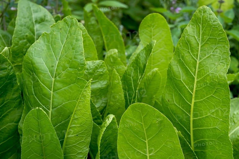 Horseradish (Armoracia rusticana), North Rhine-Westphalia, Germany, Europe