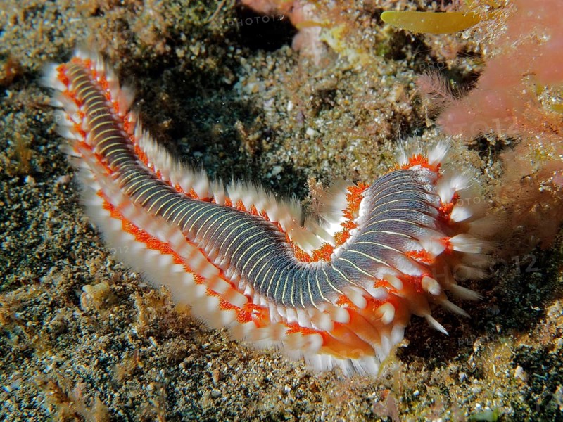 Colourful fire bristle worm (Hermodice carunculata) on the seabed. Dive site El Cabron marine reserve, Arinaga, Gran Canaria, Spain, Atlantic Ocean, Europe