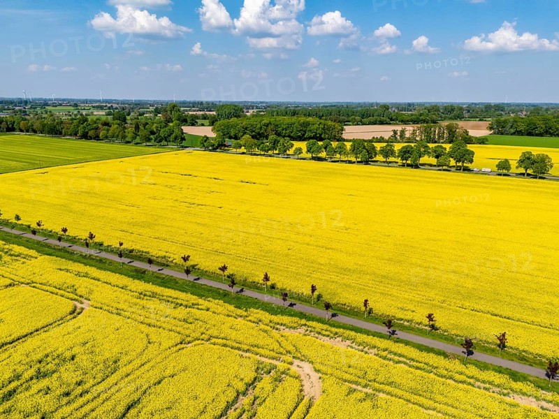The avenue cycle path between Xanten and Marienbaum, Kalkar, on the Lower Rhine, former railway line, now part of a cycle path network, spring, rape field in bloom, Xanten, North Rhine-Westphalia, Germany, Europe