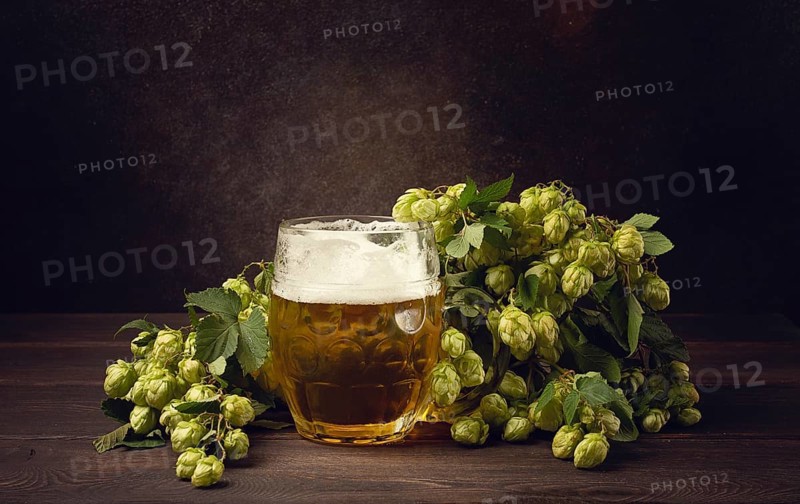A mug of beer, on a wooden table, with a branch of fresh hops, rustic, no people