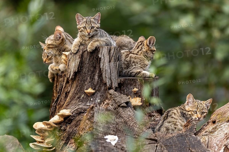 Five cats on a tree trunk, one looking curiously, forest and overgrown tree trunk, wildcat (Felis silvestris), kitten, Germany, Europe