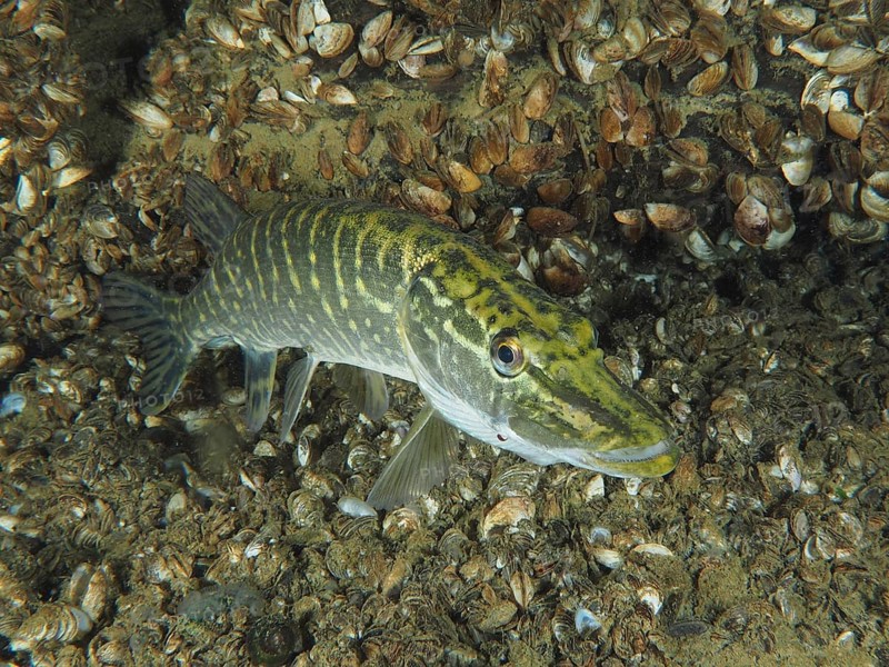 A pike (Esox lucius) swims over a bottom full of mussels, quagga mussel (Dreissena rostriformis bugensis), invasive species. Dive site Wildsau, Berlingen, Lake Constance, Switzerland, Europe