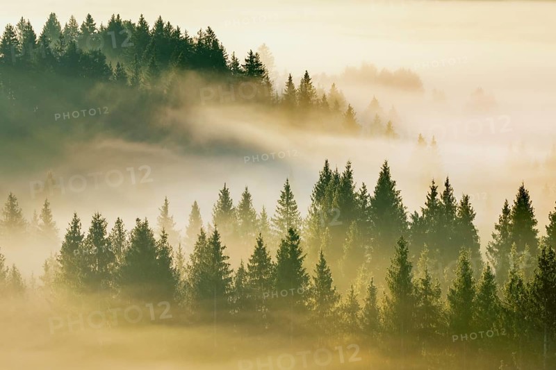 Fog and forest in Oberägeri in the canton of Zug, Switzerland, Europe