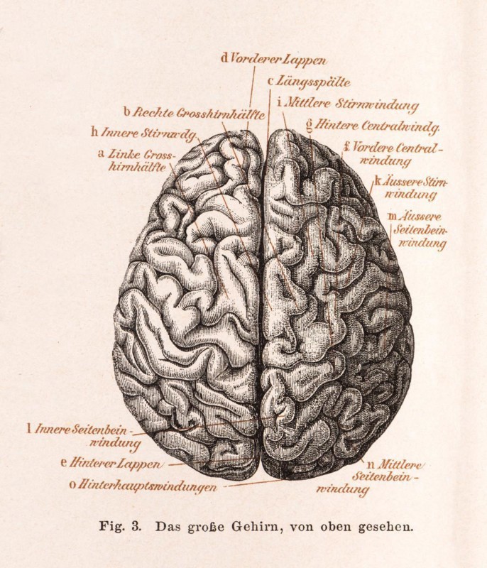 Medicine, anatomy, illustration, human brain from above, brain, cerebrum with detailed convolutions, with labelling, left and right cerebral hemisphere, inner frontal convolutions, anterior lobe, longitudinal fissure, anterior and posterior central convolutions, outer frontal convolutions, outer, inner and middle lateral convolutions, posterior lobe, occipital convolutions, historical illustration in black and white from Meyers encyclopedia 4th edition 1889 and 1890, Germany, Europe