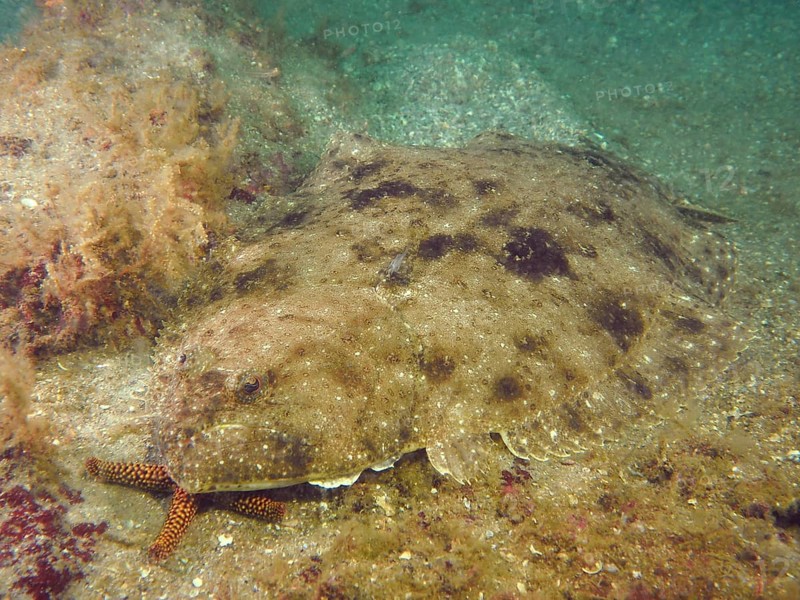 Well camouflaged flounder, eye-butt (Bothus ocellatus), lies between sand and marine growth. Dive site Amber Jack, Destin, Panhandle, Gulf of Mexico, Florida, USA, North America