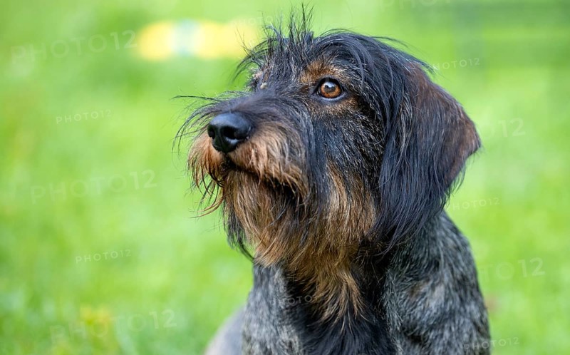Rough-haired dachshund (Canis lupus familiaris) puppy, male, 3 years, animal portrait, meadow, Stuttgart, Baden-Württemberg, Germany, Europe
