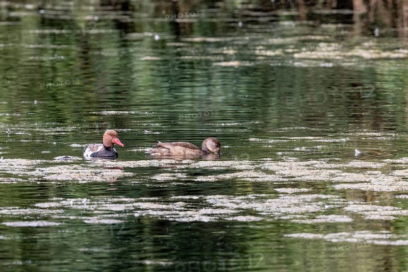 Red-crested Pochard (Netta rufina), pair, Baden-Württemberg, Germany, Europe