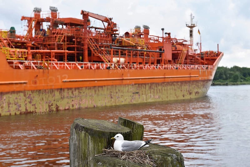 Gull, Black-legged Kittiwake breeding on the Kiel Canal, Kiel Canal, NOK, Schleswig-Holstein, Germany, Europe