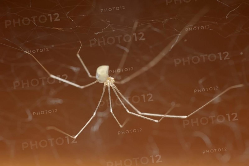 Long-legged cellar spider (Pholcus phalangioides), North Rhine-Westphalia, Germany, Europe