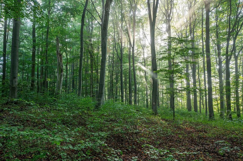 European beech forest, common beeches (Fagus sylvatica), sunbeams, Hainich National Park, Thuringia, Germany, Europe