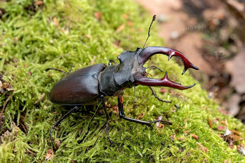 Stag beetle (Lucanus cervus), horned beetle, fire beetle, male with large mandibles, upper jaw, antlers, in the forest on moss on a tree stump, endangered species, species protection, nature conservation, rare, Raumertswald, Vogelsberg Volcanic Region nature park Park, Nidda, Wetterau, Hesse, Germany, Europe