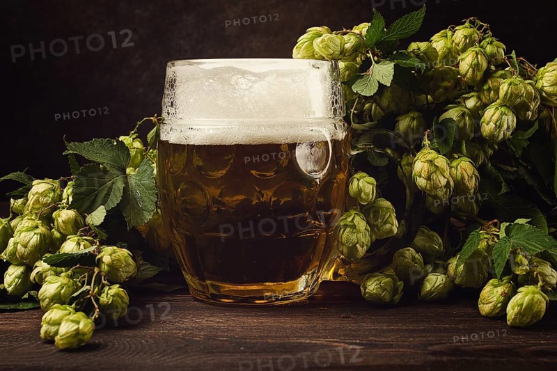 A mug of beer, on a wooden table, with a branch of fresh hops, rustic, no people