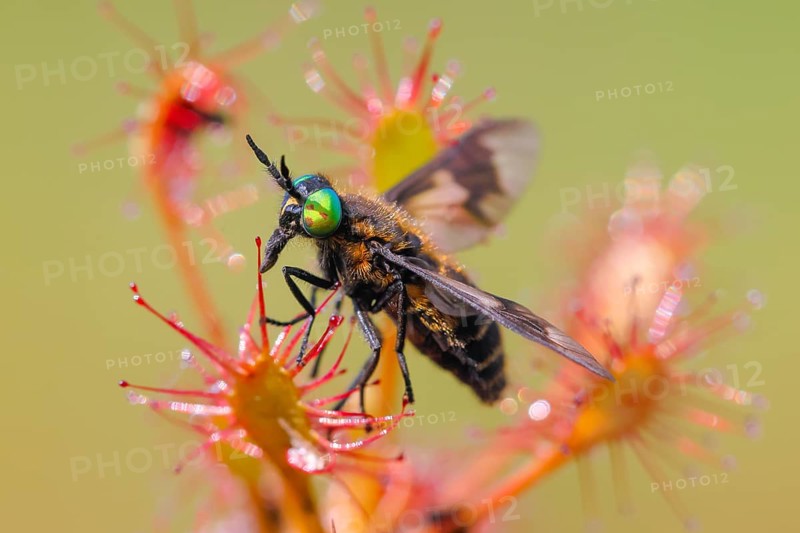 Oblong-leaved sundew (Drosera intermedia), with insect as prey, with a twin-lobed deerfly (Chrysops relictus) that managed to free itself from the clutches of the sundew, Aschendorfer Obermoor nature reserve, Wildes Moor, Emsland, Lower Saxony, Germany, Europe