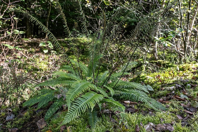 Ribbed fern (Blechnum spicant), Emsland, Lower Saxony, Germany, Europe