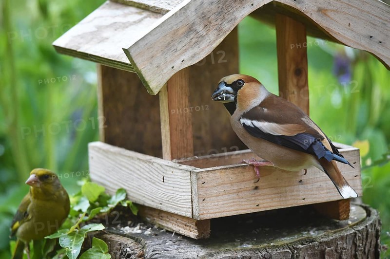 Hawfinch (Coccothraustes coccothraustes) and european greenfinch (Chloris chloris) at the birdhouse