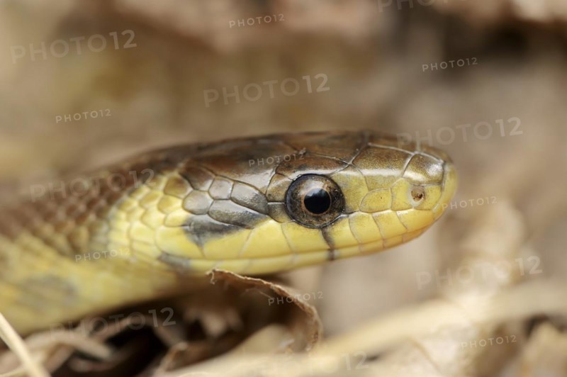 Aesculapian snake (Zamenis longissimus, Elaphe longissima), portrait, Baden-Württemberg, Germany, Europe