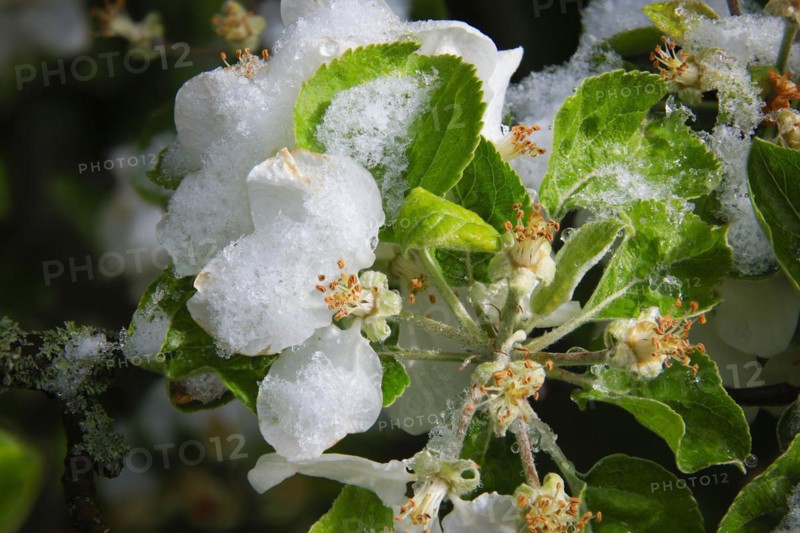 Apple blossoms on a tree in an orchard in the Eastern Ore Mountains. A cold snap led to late snowfall in the low mountain range and jeopardised numerous crops. However, snow also protects the blossoms, as it cannot get lower than zero degrees under the snow cover, Bannewitz, Saxony, Germany, Europe