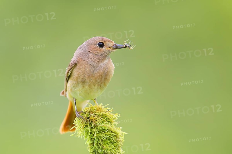 Common redstart (Phoenicurus phoenicurus), female with food on a mossy branch, songbird, wildlife, Neunkirchen im Siegerland, North Rhine-Westphalia, Germany, Europe