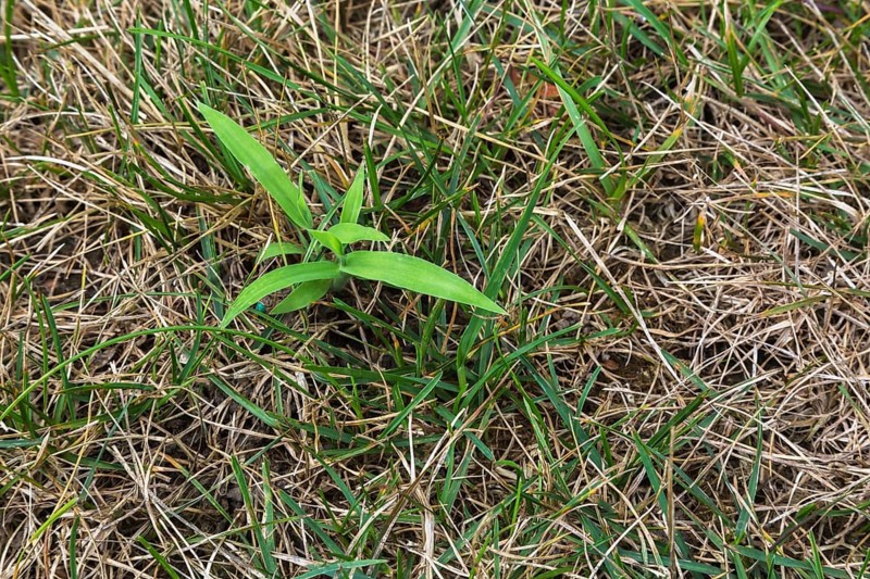 Top view and close-up of Digitaria ciliaris, Crabgrass growing in distressed Poa pratensis, Kentucky Bluegrass lawn in summer, Quebec, Canada, North America