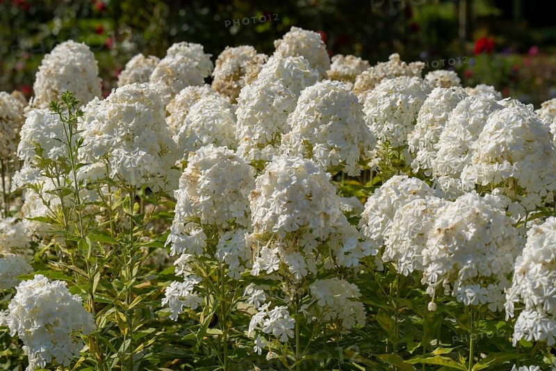 Common viburnum (Viburnum opulus), North Rhine-Westphalia, Germany, Europe