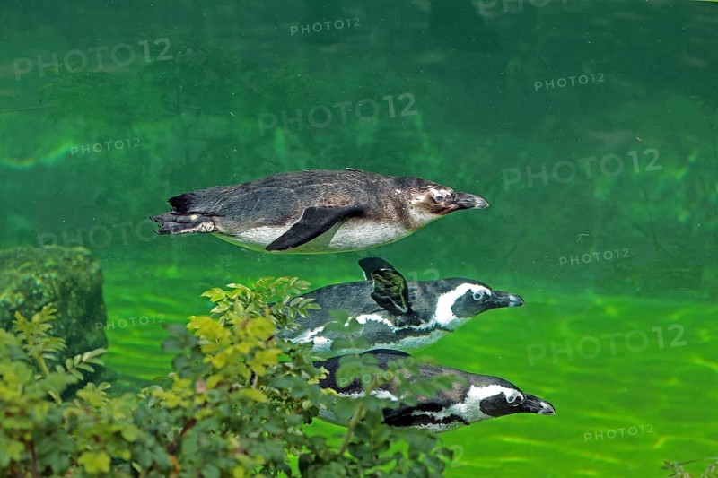 African penguin (Spheniscus demersus), swimming, captive
