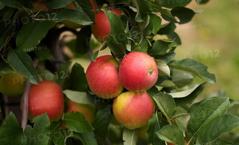 Close-up, Golden Delicious apple variety, apple orchard, fruit orchard, agriculture, agribusiness, Schenna, Scena, South Tyrol, Autonomous Province of Bolzano, Italy, Europe