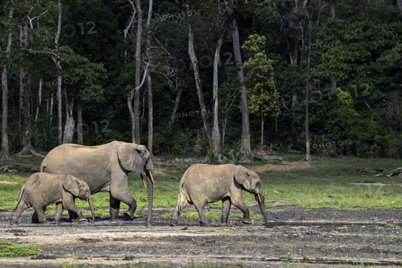 African forest elephants (Loxodonta cyclotis) in the Dzanga Bai forest clearing, Dzanga-Ndoki National Park, Unesco World Heritage Site, Dzanga-Sangha Complex of Protected Areas (DSPAC), Sangha-Mbaéré Prefecture, Central African Republic, Africa