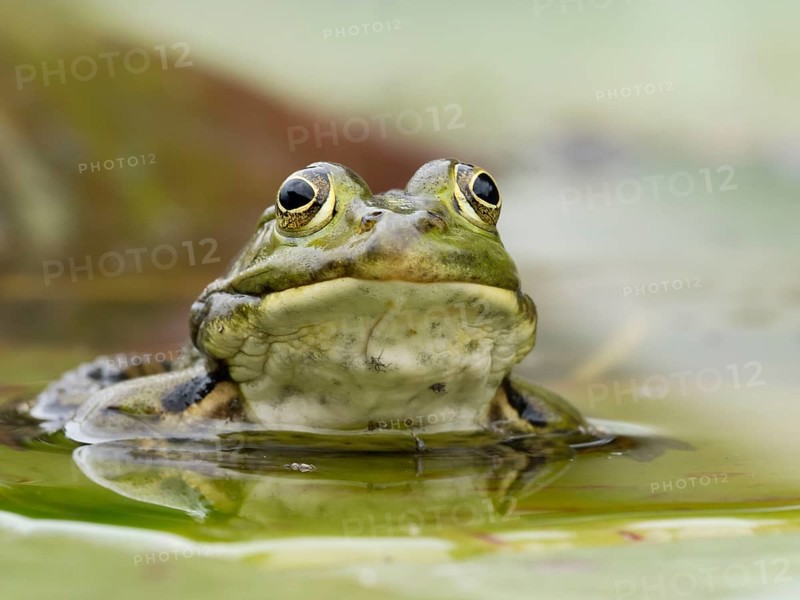 Green frog (Pelophylax esculentus) Portrai, North Rhine-Westphalia, Germany, Europe