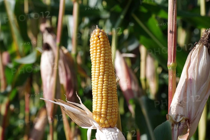 Corn (Zea mays), Cereals, Agriculture, Field, Germany, A corn field with ripe corn cobs. The harvest can begin, Europe